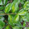 Camellia x williamsii 'Golden Spangles' - Image 2
