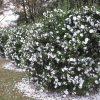 Camellia sasanqua 'Mine-no-Yuki' - Image 2