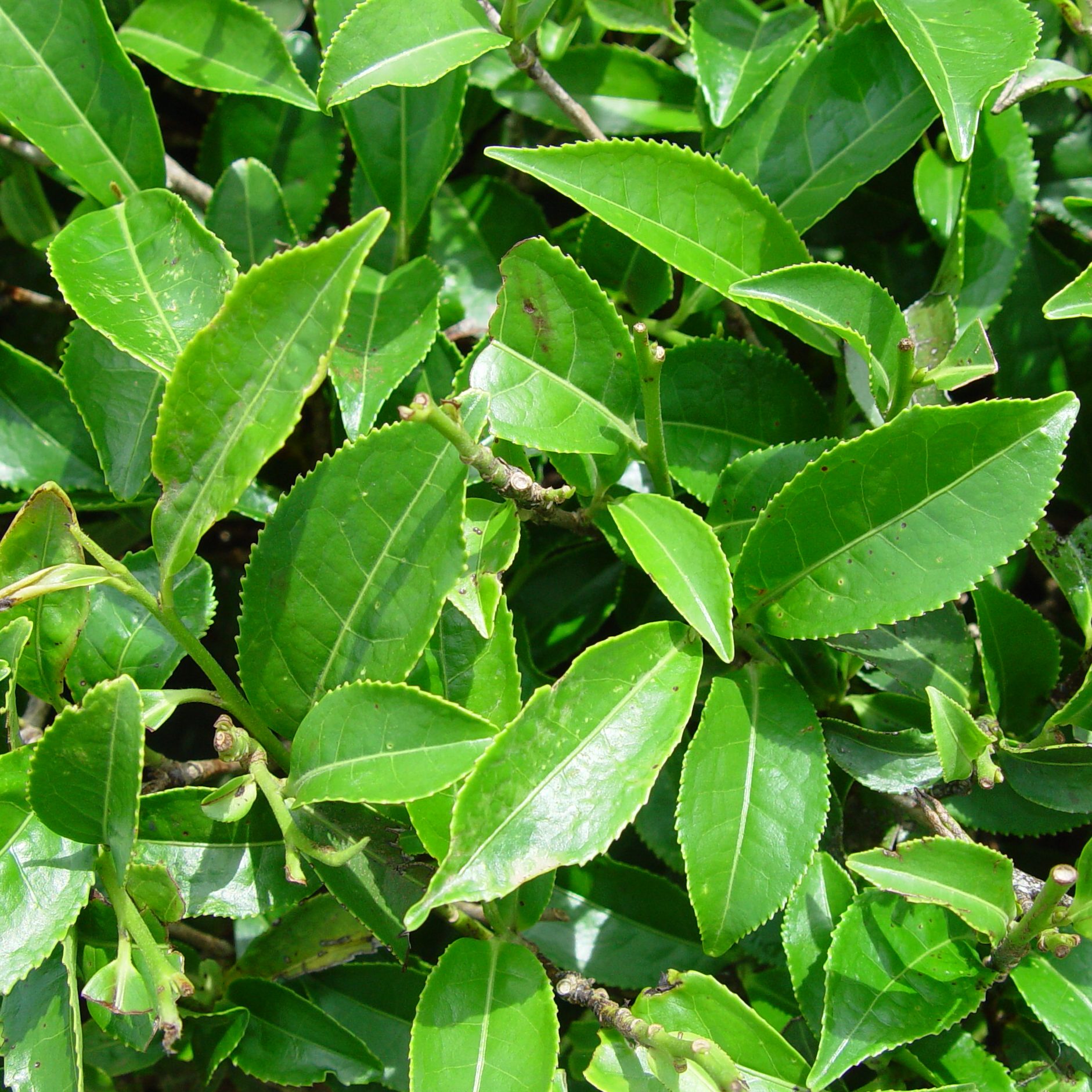 Camellia sinensis ‘O’ktze’ | Kiefer Nursery: Trees, Shrubs, Perennials