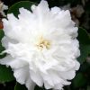 Camellia sasanqua 'Green 99-016' October Magic® Ivory™