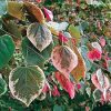 Cercis canadensis 'NCCC1' (Carolina Sweetheart)