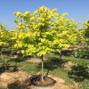Cercis canadensis 'Hearts of Gold'