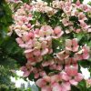 Cornus kousa 'Satomi'