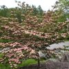 Cornus kousa 'Satomi' - Image 2