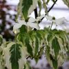 Cornus kousa 'Tri-Splendor'