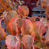Cornus kousa 'Tri-Splendor' - Image 2
