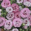 Dianthus Pretty Poppers™ Appleblossom Burst
