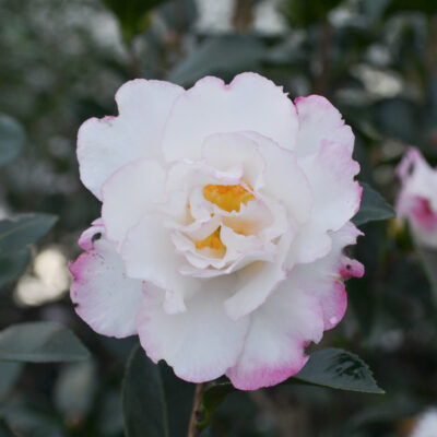 Camellia sasanqua 'Green 97-039' October Magic® Inspiration™