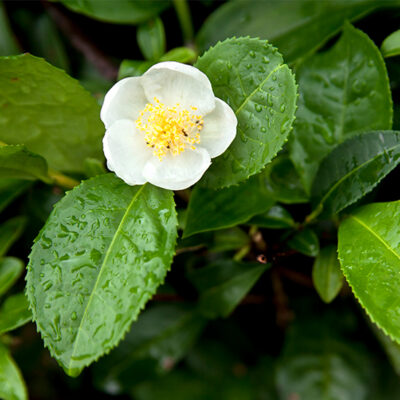 Camellia sinensis 'Lipton Tea'