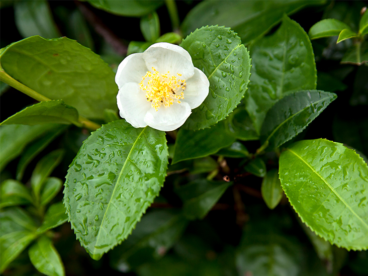 Camellia sinensis 'Lipton Tea' - Kiefer Nursery: Trees, Shrubs, Perennials