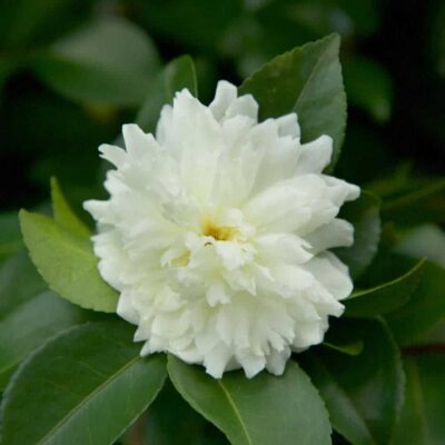 Camellia sasanqua 'Green 99-016' October Magic® Ivory™