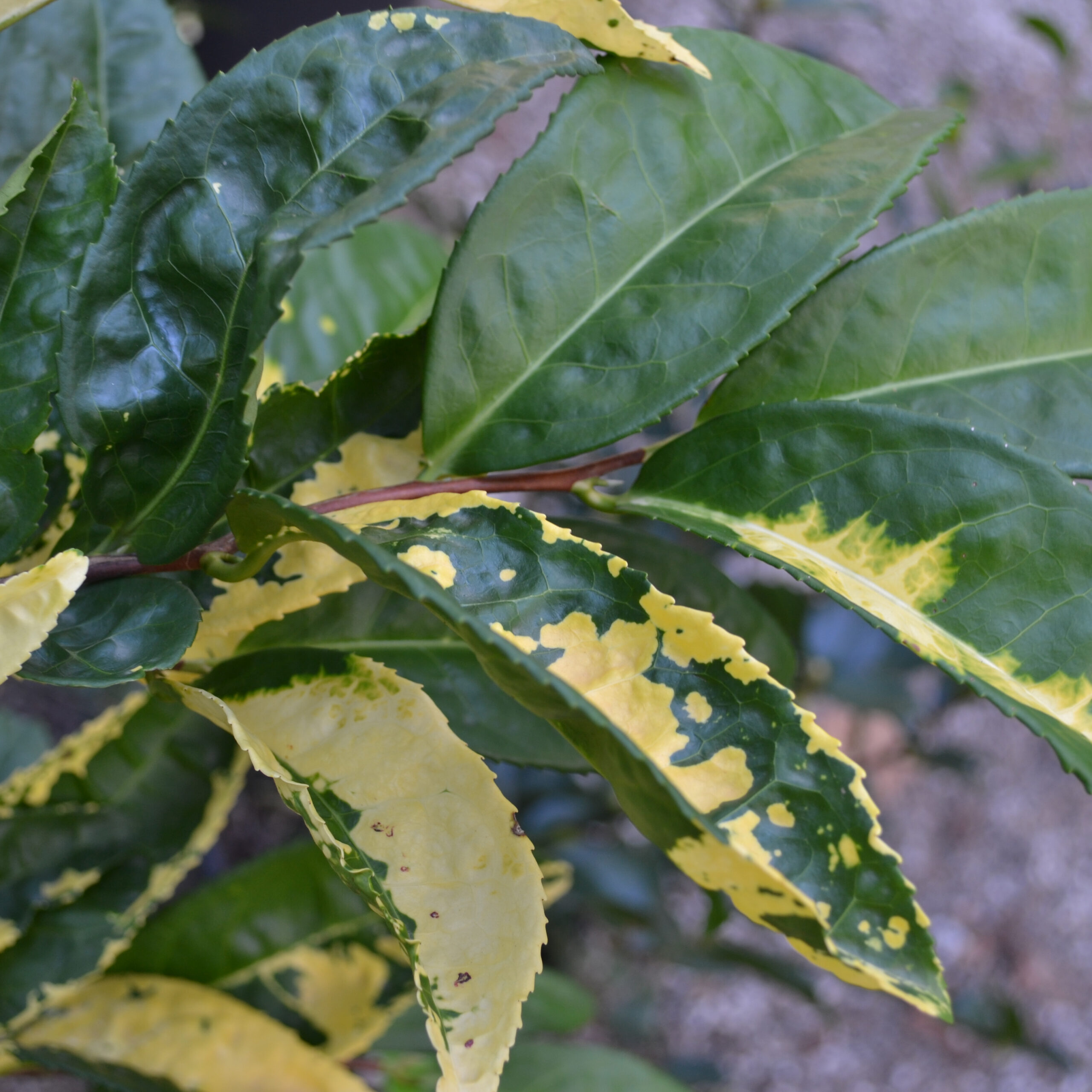 Camellia sinensis 'O'ktze'