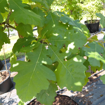 Quercus macrocarpa  (Bur Oak)