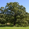 Quercus macrocarpa  (Bur Oak) - Image 2