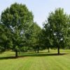 Quercus shumardii (Shumard Oak) - Image 2