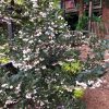 Styrax japonicus  'Evening Light' - Image 2