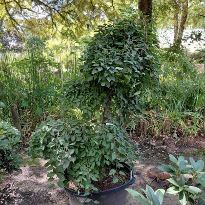 Styrax japonicus  'Fragrant Fountain'