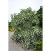 Styrax japonicus  'Fragrant Fountain' - Image 2