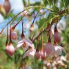 Styrax japonicus  'JLWeeping' (Marley's Pink Parasol)