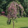 Styrax japonicus  'JLWeeping' (Marley's Pink Parasol) - Image 2