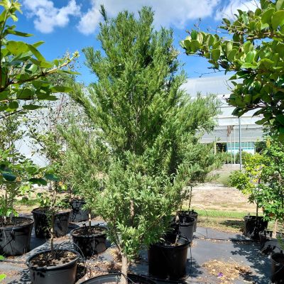 Taxodium distichum 'Lindsey's Skyward'