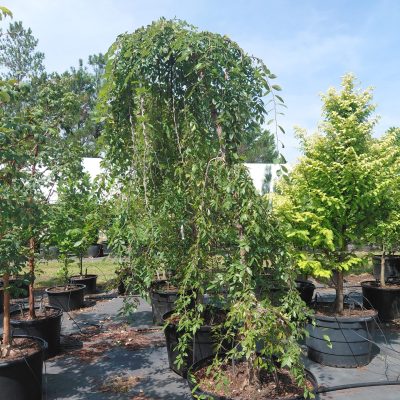 Ulmus alata 'Lace Parasol'