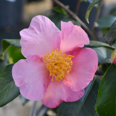 Camellia x 'Winter's Star'
