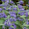 Caryopteris x clandonensis 'Blue Empire' - Image 2