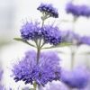 Caryopteris x clandonensis 'Blue Empire'