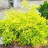 Chamaecyparis pisifera 'King's Gold'