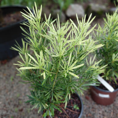 Podocarpus macrophyllus 'Miu' (Roman Candle™)