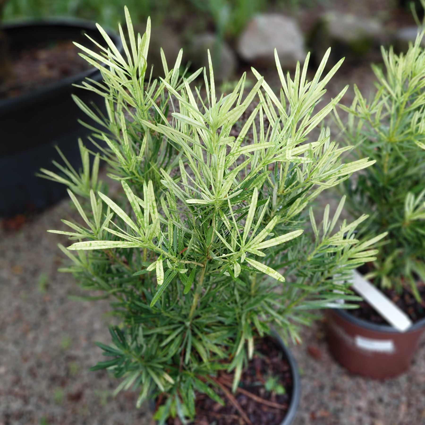 Podocarpus macrophyllus 'Miu' (Roman Candle™)