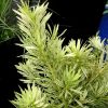 Podocarpus macrophyllus 'Miu' (Roman Candle™)