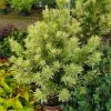 Podocarpus macrophyllus 'Miu' (Roman Candle™) - Image 2