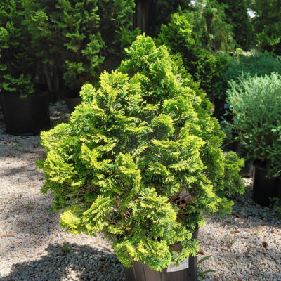 Chamaecyparis obtusa 'Nana Lutea'