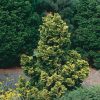 Chamaecyparis obtusa 'Nana Lutea' - Image 2