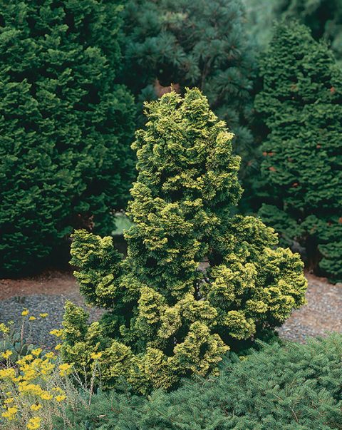 Chamaecyparis obtusa ‘Nana Lutea’ | Kiefer Nursery: Trees, Shrubs ...