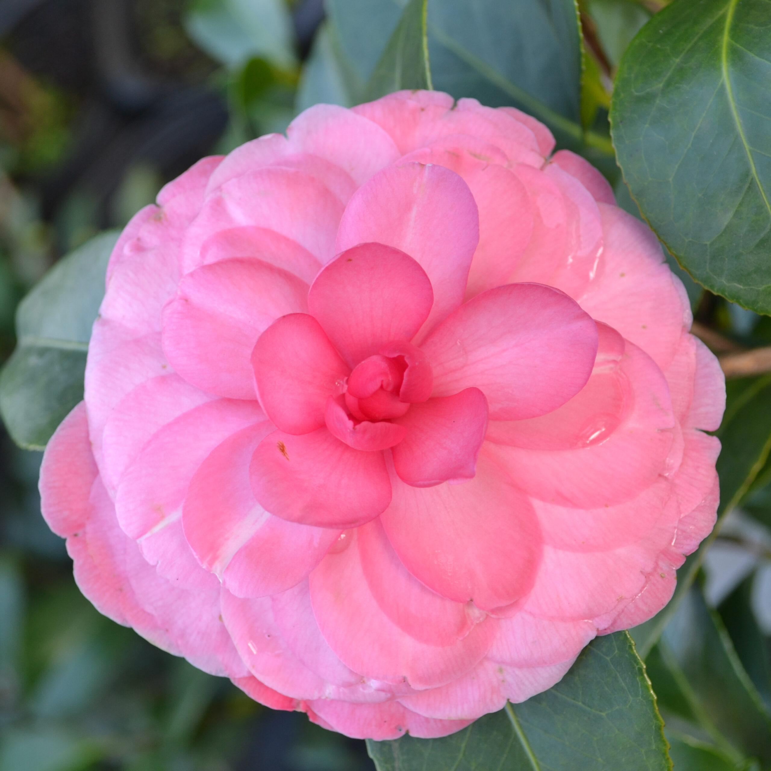 Camellia japonica 'Early Autumn' (Early Wonder)