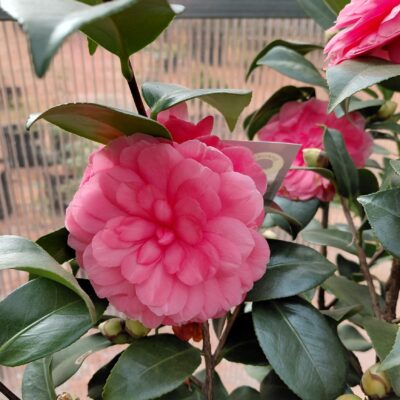 Camellia japonica 'Early Autumn' (Early Wonder)