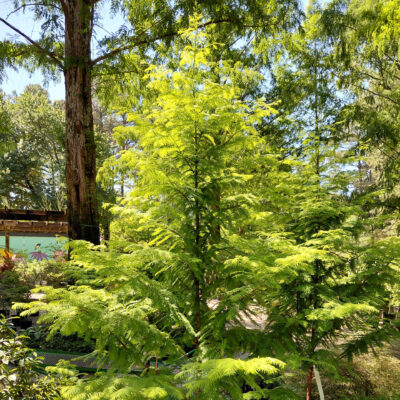 Metasequoia glyptostroboides 'WAH-08AG' (Amber Glow™)