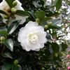 Camellia sasanqua 'Green-99-006' (October Magic Bride)
