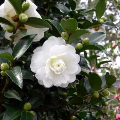 Camellia sasanqua 'Green-99-006' (October Magic Bride)