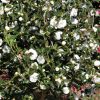Camellia sasanqua 'Green-99-006' (October Magic Bride) - Image 2