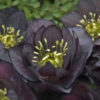Helleborus Wedding Party® 'Dark and Handsome'
