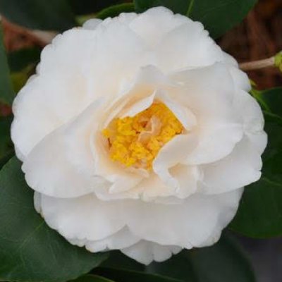 Camellia sasanqua 'Autumn Rocket'