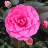 Camellia japonica 'April Rose'