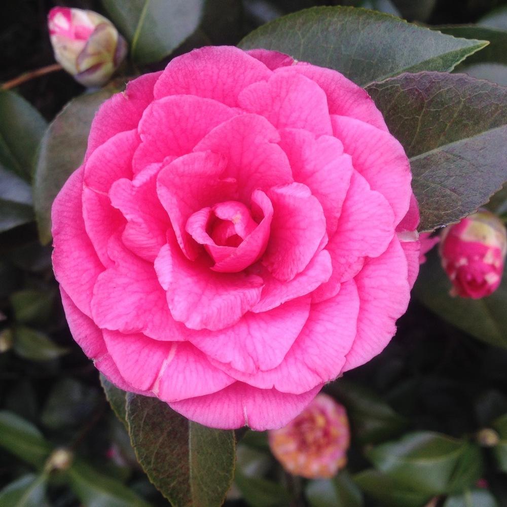 Camellia japonica 'April Rose'  Kiefer Nursery: Trees, Shrubs, Perennials