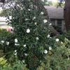 Camellia sasanqua 'Autumn Rocket' - Image 2