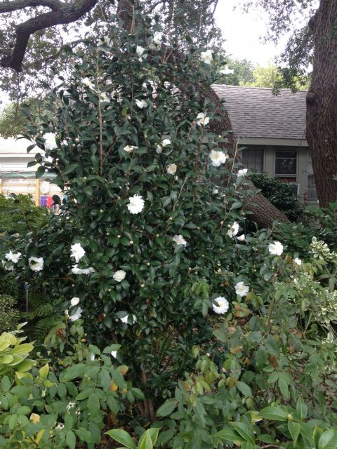 Camellia sasanqua ‘Autumn Rocket’ | Kiefer Nursery: Trees, Shrubs