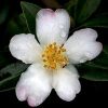 Camellia sasanqua 'Starry Pillar'